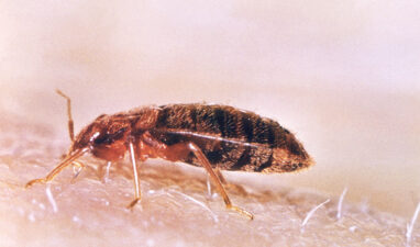 ***CANCELED*** Workshop at the Clinic – Bed bugs: How to prevent them and react to an infestation – March 21 at 5 pm